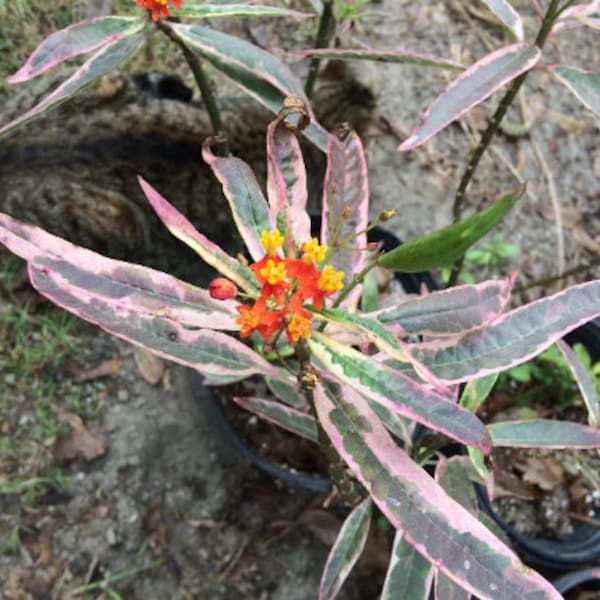 Monarchs Promise Asclepias variegated 10 seeds