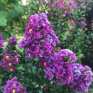 May include: A vibrant image of a crape myrtle tree in full bloom. The tree features clusters of bright purple flowers with yellow centers, set against a backdrop of green foliage. The flowers are densely packed, creating a textured appearance.