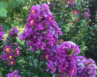 Purple Velvet | Dwarf Crape Myrtle | 20 seeds