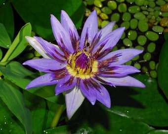 Blue Water Lily Nymphaea caerulea 10 seeds