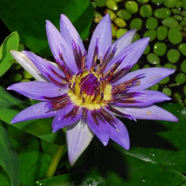 Blue Water Lily Nymphaea caerulea 10 seeds