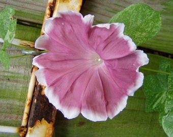 Morning Glory Ipomoea Chocolate 10 seeds