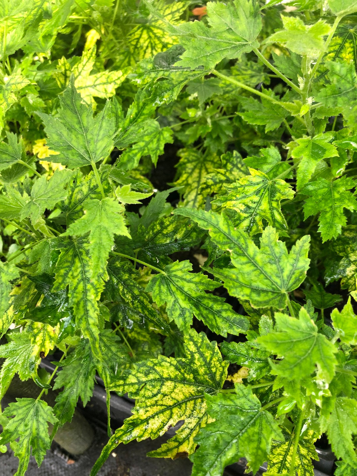 Variegated Peach Flowering Maple Abutilon Pictum Thompsonii Etsy