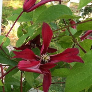 Clematis texensis Gravetye Beauty 10 seeds image 2