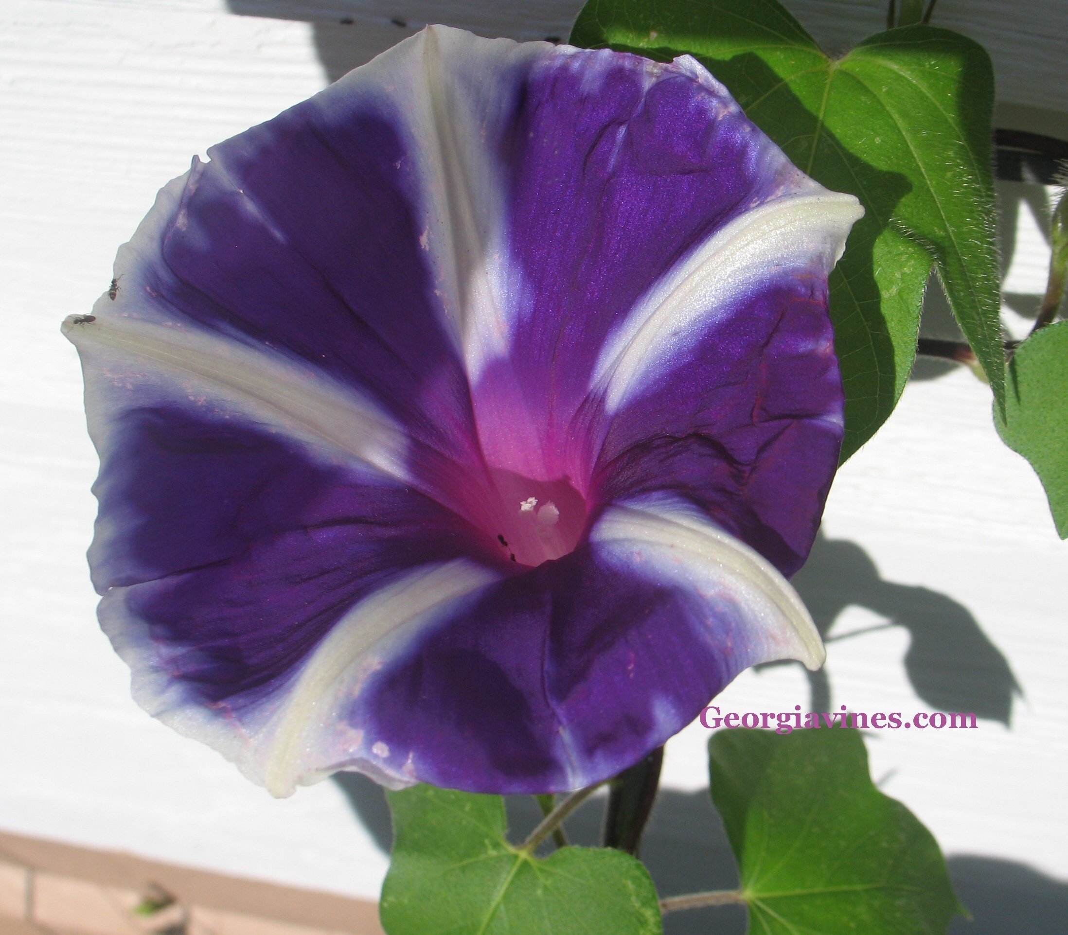 Morning Magic Morning Glory Ipomoea 6 seeds