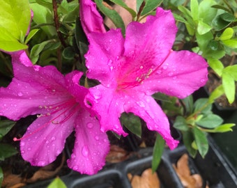 Azalea Formosa Purple Rhododendron plant