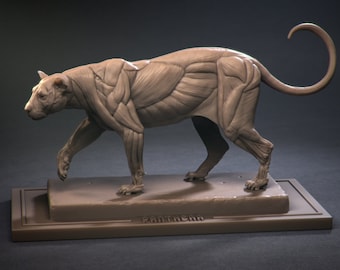 Unique 3D Printed Leopard Anatomy Sculpture: Half Leopard, Half Leopard Ecorche Model Animal Anatomy