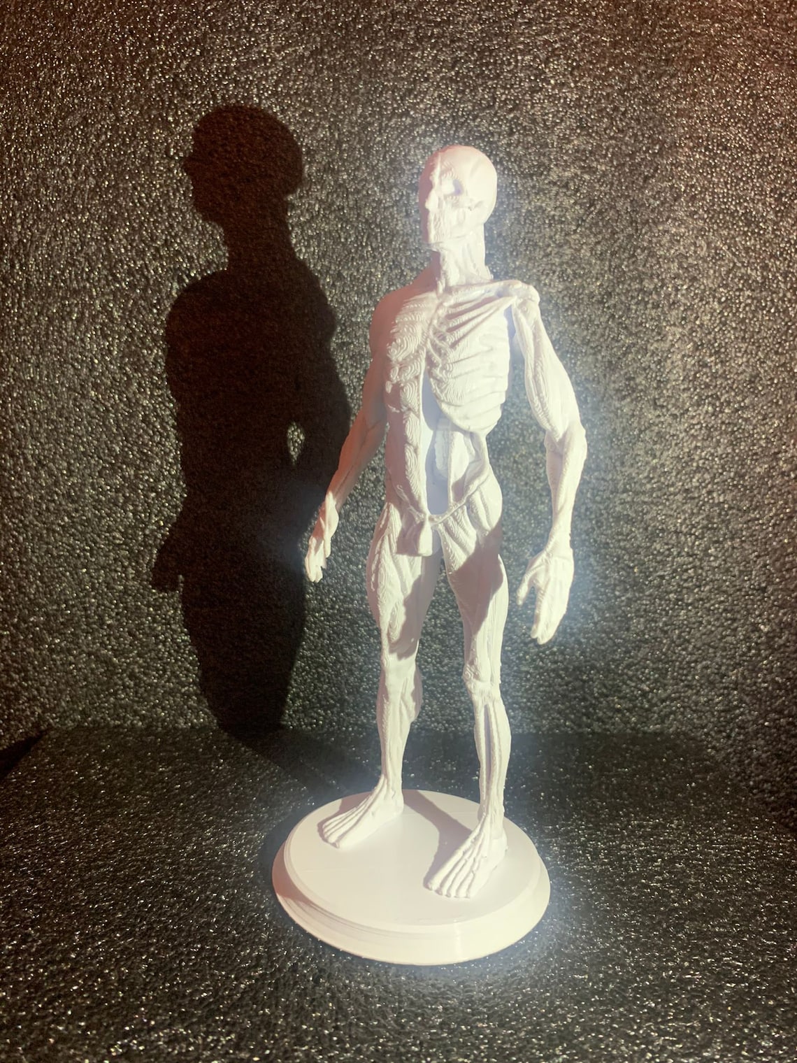3d ecorche