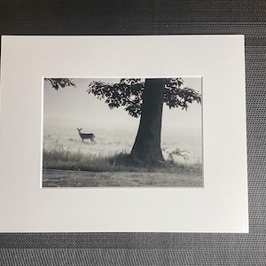 Wildlife Photography, Deer Wall Art, Matted Print, Animal Wall Decor, Animal Decor, Black and White Landscape Photo, Nature Photography, Art