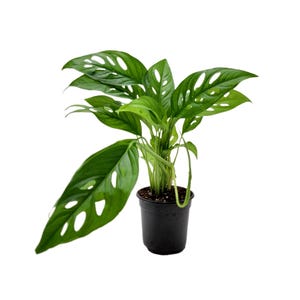 Monstera Icon - Etsy