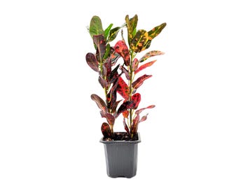Croton Mammy - Codiaeum Variegatum Live Plant in 3-inch Pot, Vibrant Colorful Tropical Houseplant