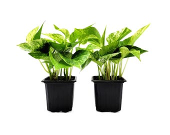 2-PK Marble Queen Pothos Plant, 3-inch Pot, Easy-Care Trailing Houseplant with Variegated Foliage (2 Count)