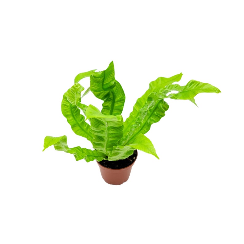 May include: A green fern plant with ruffled leaves growing in a brown pot. The plant is isolated against a white background.