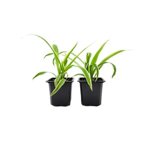 May include: Two small potted plants with long, green and yellow striped leaves. The plants are in square, black plastic pots. The background is plain white.