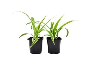 2-PK of Reverse Variegated Spider Plant - Chlorophytum comosum ‘Reverse’ in 3-Inch Pot, Air Purifier, Easy Indoor Houseplant (2 Count)