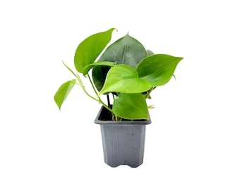 May include: A small, potted houseplant with vibrant green, heart-shaped leaves. The plant is in a square, gray plastic pot. The leaves have a glossy texture and are arranged around the center of the plant.