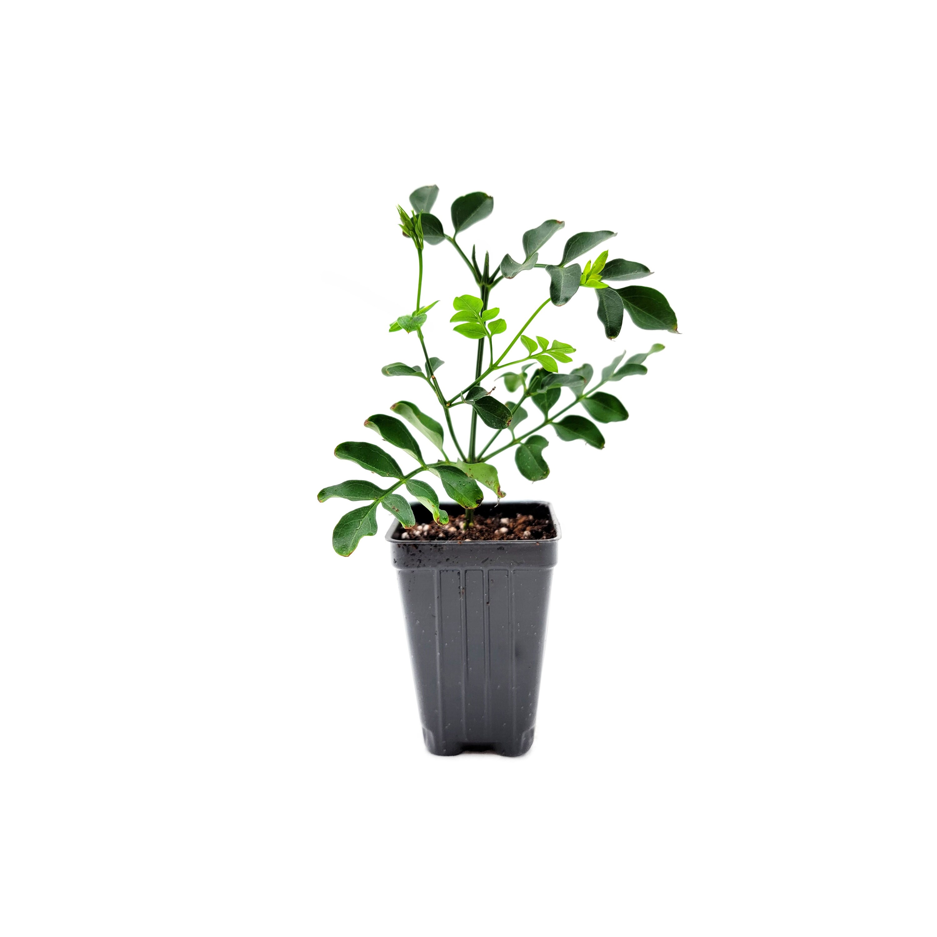 Upright Common Jasmine Jasminum Officinale Simply Jasmine Etsy