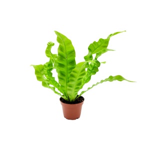 May include: A potted green bird's nest fern with long, curly fronds in a brown pot.