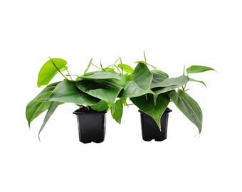 May include: Two potted heartleaf philodendron plants with vibrant green leaves. The plants are in small, black plastic pots, set against a clean white background. The leaves are lush and full, showcasing the plant's natural beauty.
