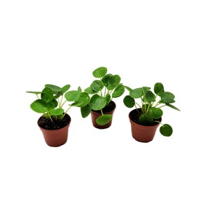 May include: Three small potted plants with round, green leaves. The plants are in brown plastic pots.