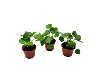 Starter of Chinese Money Plant, Pilea peperomioides, UFO Plant – Houseplants, Foliage Plants, Lucky Plants - 2.5-inch Pots