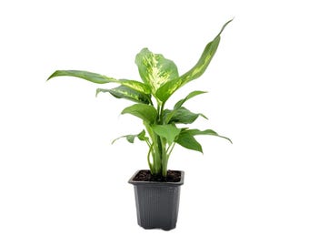 Dieffenbachia Dumb Cane - Live Plant in 3-inch Pot, Stunning Variegated Tropical Houseplant