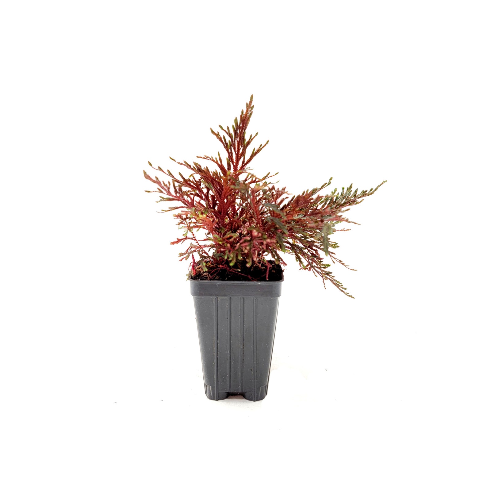 Ruby Red Club Moss Selaginella Erythropus Etsy
