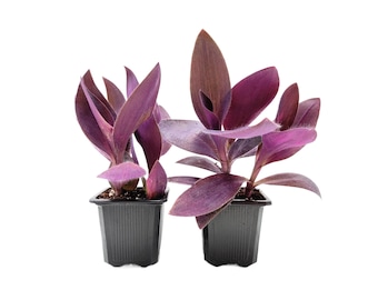 2-PK Purple Heart Plant (2 Count) - Vibrant Tradescantia Pallida, 3-inch Pot, Easy Trailing Houseplant for Indoors and Outdoors