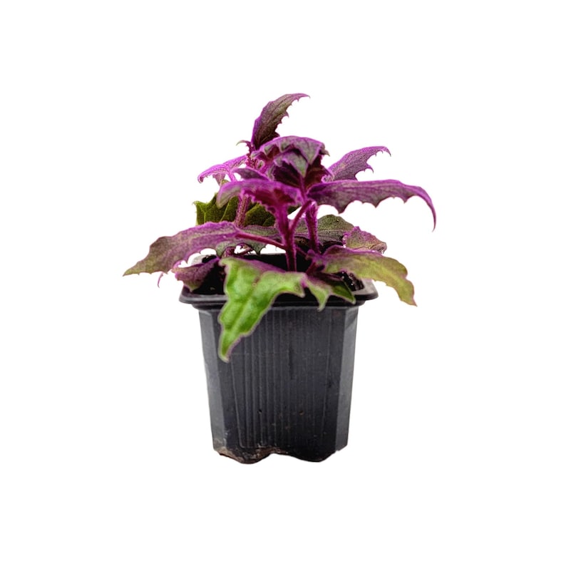 2-PK of Purple Passion Plant (2 Counts), Gynura aurantiaca, 3-inch Pot, Fuzzy Purple Indoor Houseplant, Pet Safe afbeelding 3