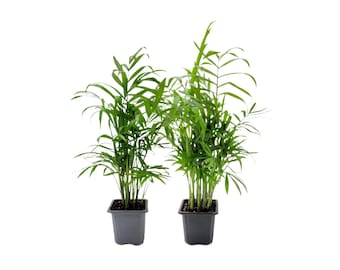 2-PK of Parlor Palm Plant - Live Indoor Houseplant in 3-inch Pot, Neanthe Bella Palm, Low Light, Air Purifying Young Palm Tree, Pet Safe (2