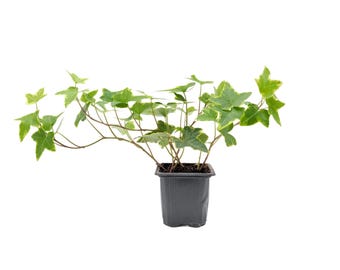 English Ivy ‘Goldchild’ - Variegated Trailing Plant in 3-inch Pot, Easy-Care Live Houseplant for Hanging Baskets & Indoor Decor
