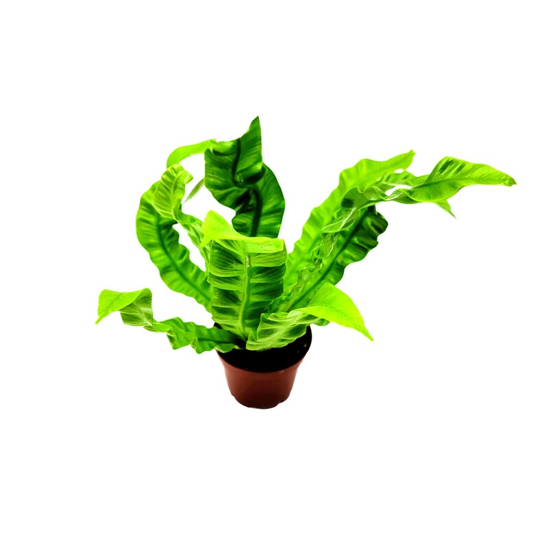 May include: A green fern plant in a brown pot. The fern has long, narrow leaves with a ruffled edge.