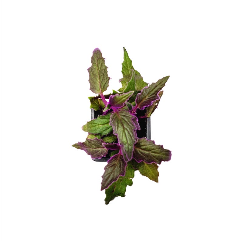 2-PK of Purple Passion Plant (2 Counts), Gynura aurantiaca, 3-inch Pot, Fuzzy Purple Indoor Houseplant, Pet Safe afbeelding 5