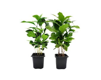 2-PK of Coffee Plant - Coffea Arabica Live Plant in 3-inch Pot, Grow Your Own Coffee Beans Indoor as a Houseplant (2 Count)
