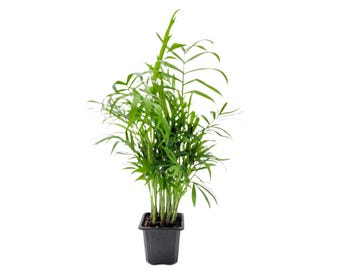 Parlor Palm Plant | Houseplant | Live Palm | Easy Care | Pet Friendly | Air  Purifying | Low Light | Indoor Plant | Tropical Palm Plant - Etsy