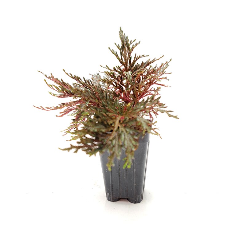 Ruby Red Club Moss Selaginella Erythropus Etsy