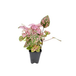 May include: A potted polka dot plant, Hypoestes phyllostachya, with pink and green speckled leaves. The plant is in a small, square black plastic pot. The plant's leaves have a vibrant pink and green pattern.