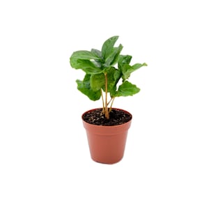 May include: A small, green plant with large, textured leaves in a brown plastic pot. The plant has several stems and is set against a white background. The pot is approximately 4 inches tall.