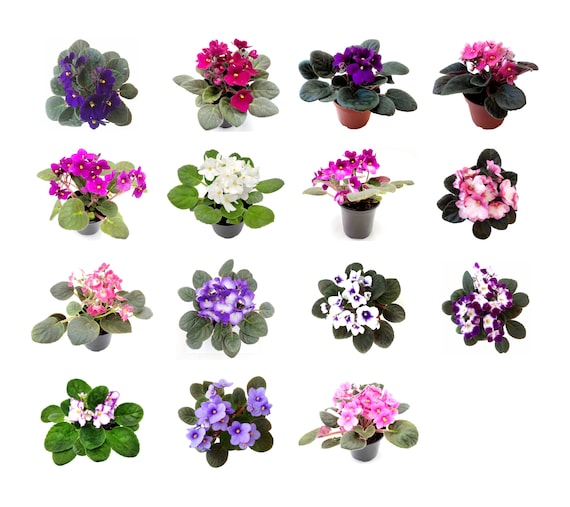 Una colección de colores florales de violeta africana - Etsy México