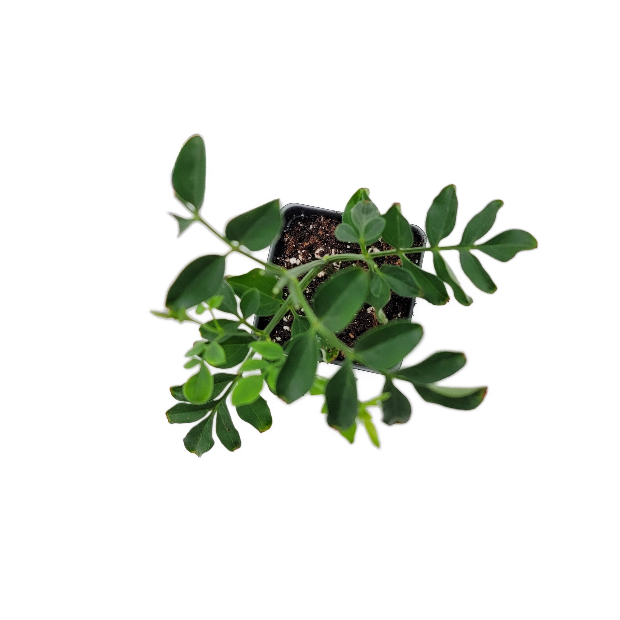 Upright Common Jasmine Jasminum Officinale Simply Jasmine Etsy