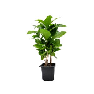 Coffee Plant - Coffea Arabica Live Plant in 3-inch Pot, Grow Your Own Coffee Beans Indoor as a Houseplant