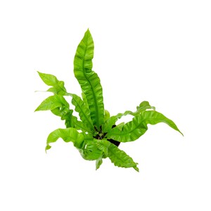May include: A green bird's nest fern plant with long, wavy fronds growing in a pot. The plant is isolated against a white background.