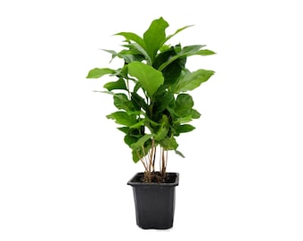 Coffee Plant - Coffea Arabica Live Plant in 3-inch Pot, Grow Your Own Coffee Beans Indoor as a Houseplant