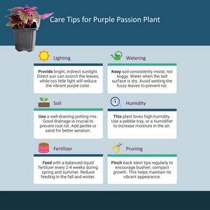 2-PK of Purple Passion Plant (2 Counts), Gynura aurantiaca, 3-inch Pot, Fuzzy Purple Indoor Houseplant, Pet Safe afbeelding 7
