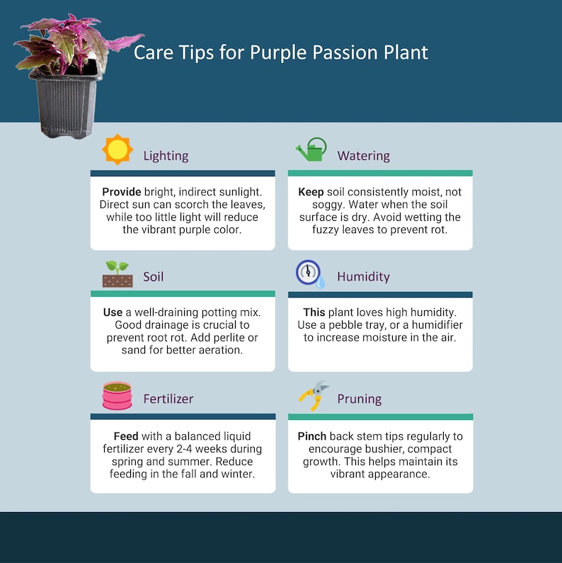 2-PK of Purple Passion Plant (2 Counts), Gynura aurantiaca, 3-inch Pot, Fuzzy Purple Indoor Houseplant, Pet Safe afbeelding 7