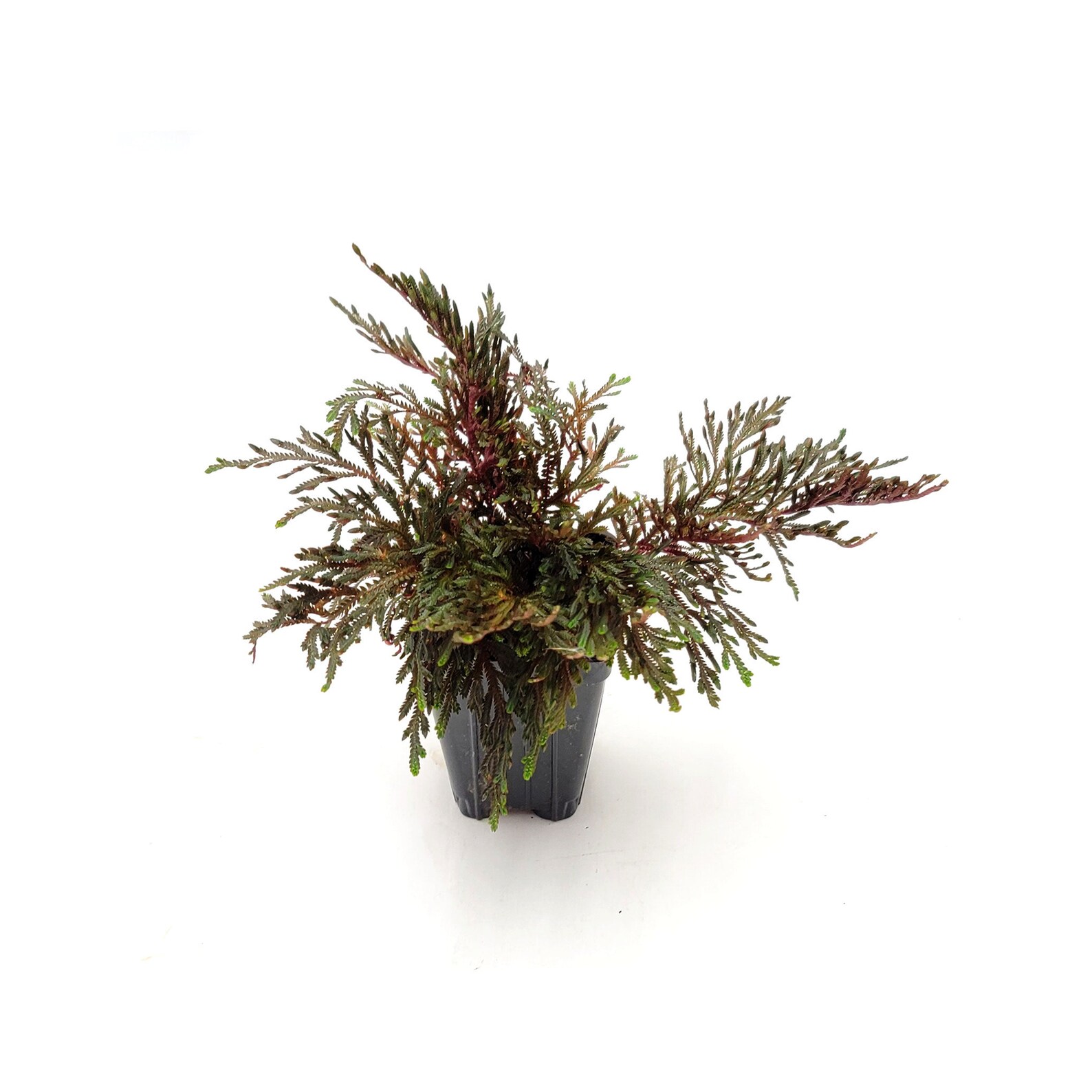 Ruby Red Club Moss Selaginella Erythropus Etsy