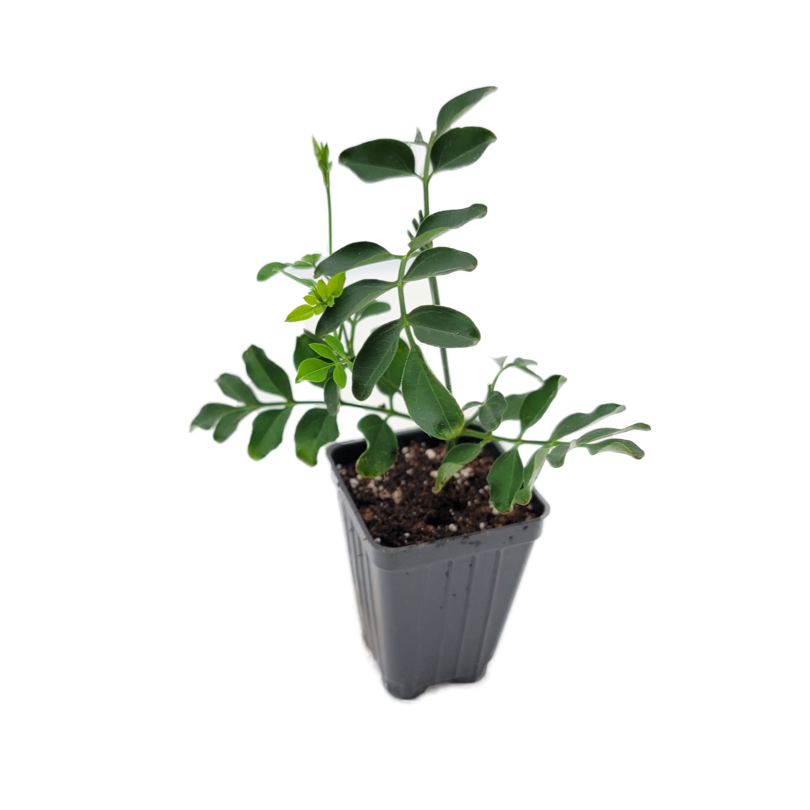 Upright Common Jasmine Jasminum Officinale Simply Jasmine Etsy