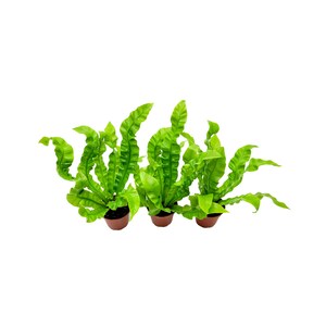 May include: Three potted green bird's nest ferns with ruffled leaves.