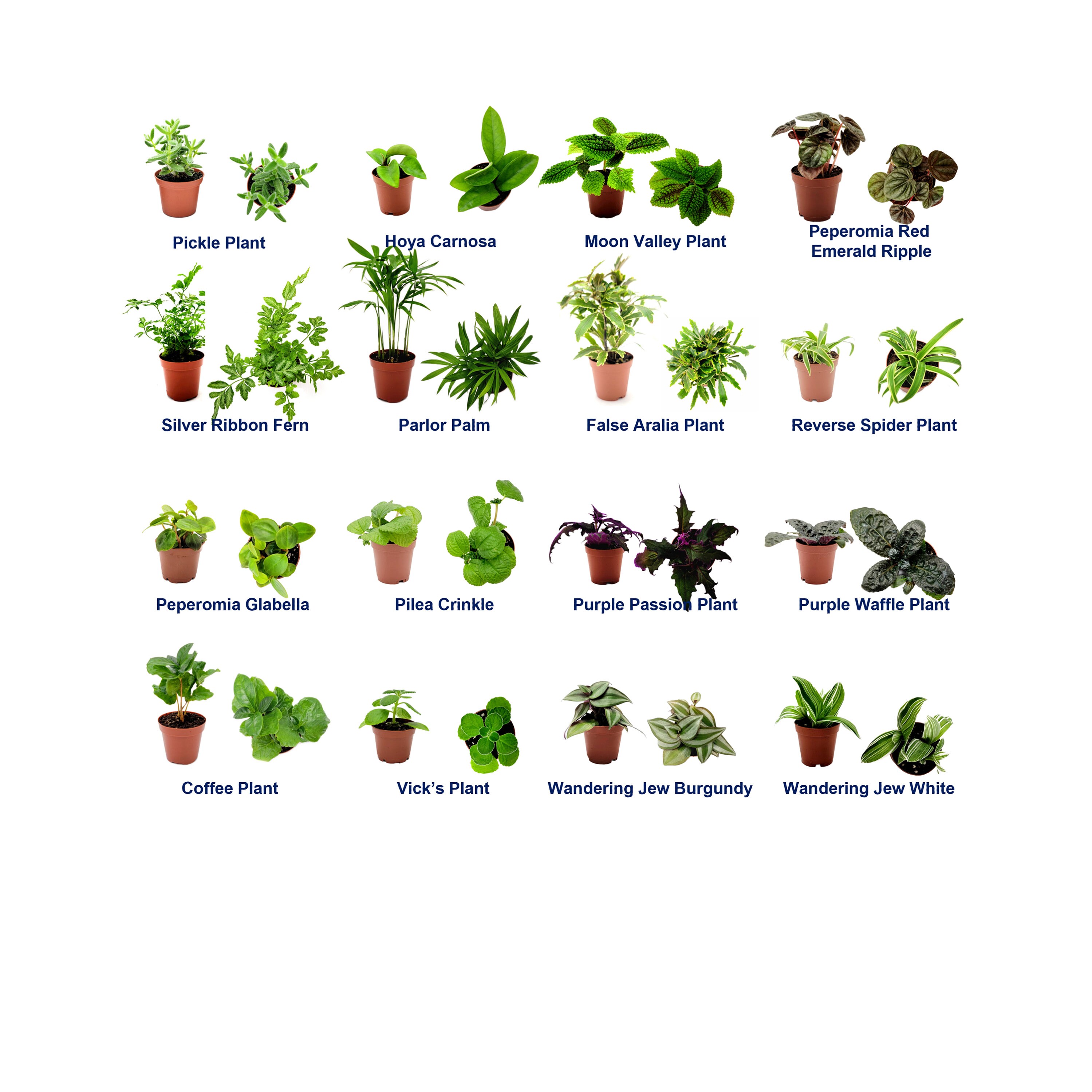 6 Pots of Live Plant Collection, Live Indoor Houseplants, House Plants,  Home and Office Dcor, 3-inch Pots - Etsy