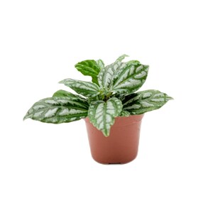 Starter of Aluminum Plant, Pilea cadierei, Beautiful Foliage, Air Purifier, 3” Pot – Free Shipping for orders &gt; 35 USD